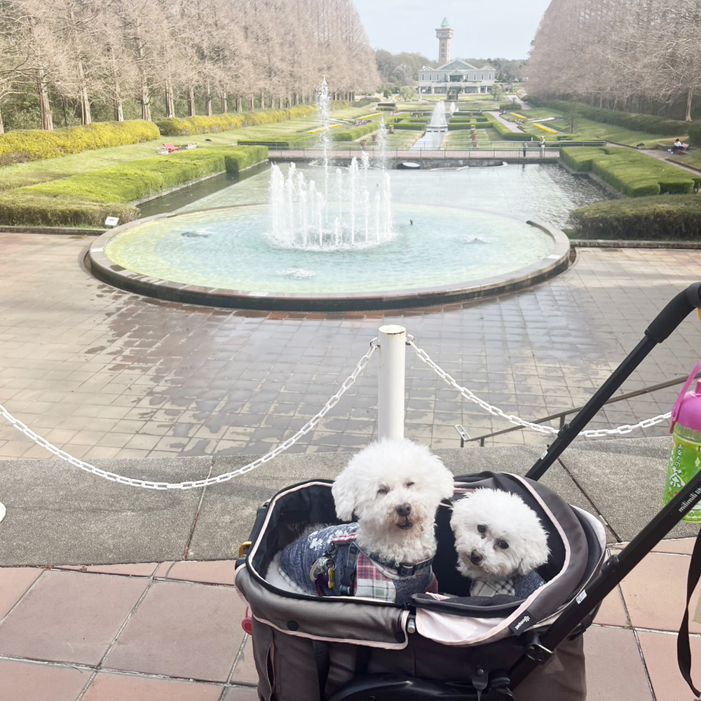 野澤先生の愛犬、とわちゃん＆おはなちゃん☆